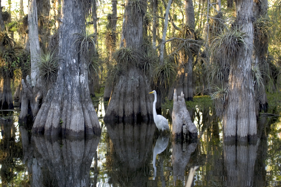 Everglades_National_Park_cypress